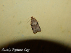 Neocalyptis