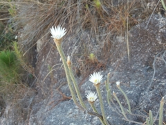 Helichrysum candollei