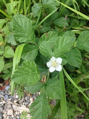 Rubus