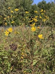 Helianthus schweinitzii