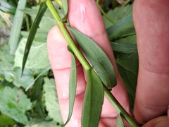 Symphyotrichum × versicolor