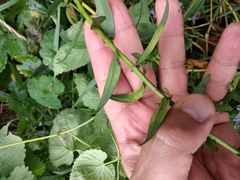 Symphyotrichum × versicolor