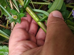 Symphyotrichum × versicolor