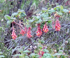 Ribes hirtum