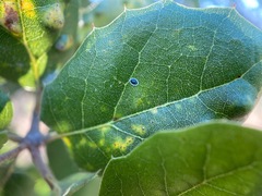 Tetraleurodes perileuca