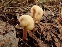 Cudoniaceae