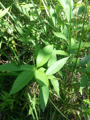 Amsonia tabernaemontana
