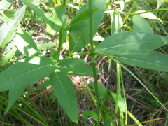 Amsonia tabernaemontana