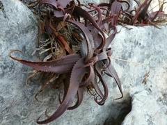 Aloe erythrophylla image