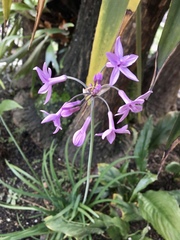 Tulbaghia violacea