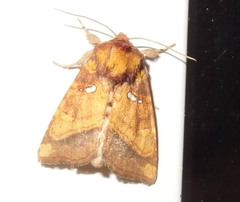 Papaipema leucostigma
