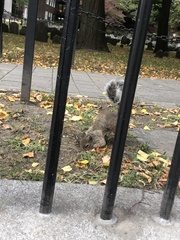 Sciurus carolinensis