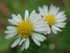Symphyotrichum pilosum pilosum