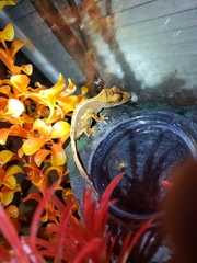 Correlophus ciliatus