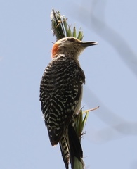 Melanerpes carolinus image