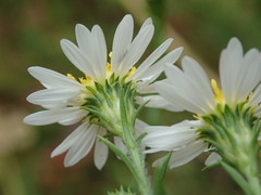 Symphyotrichum pilosum pilosum