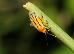 Eccritotarsus linearis