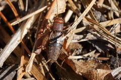 Allonemobius tinnulus