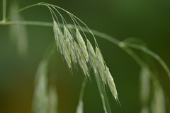 Bromus latiglumis