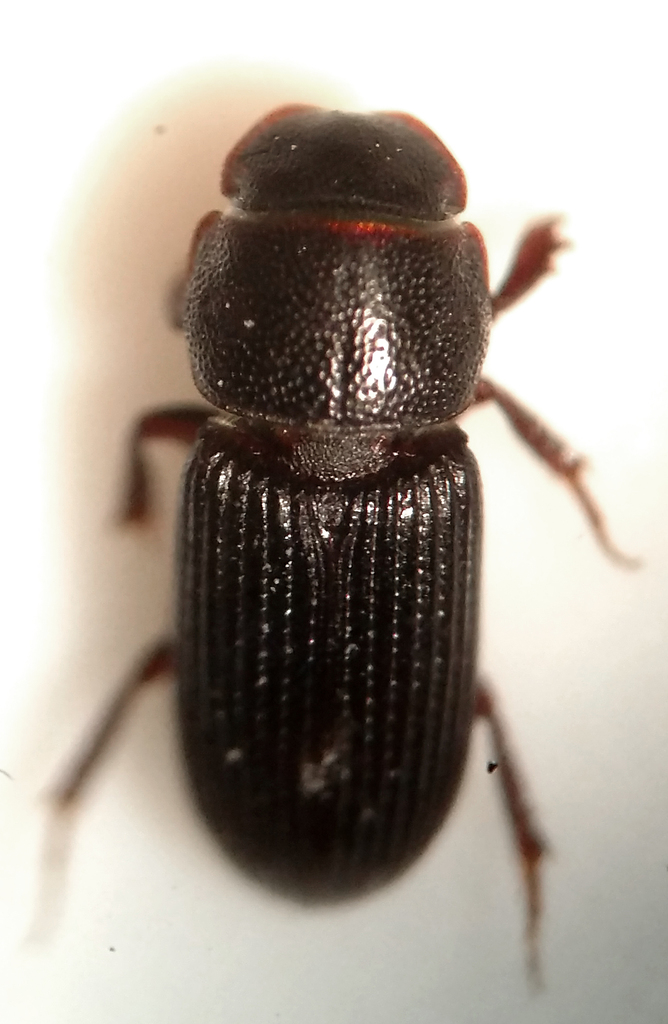 Ataenius gracilis (Beetles of Montserrat) · iNaturalist