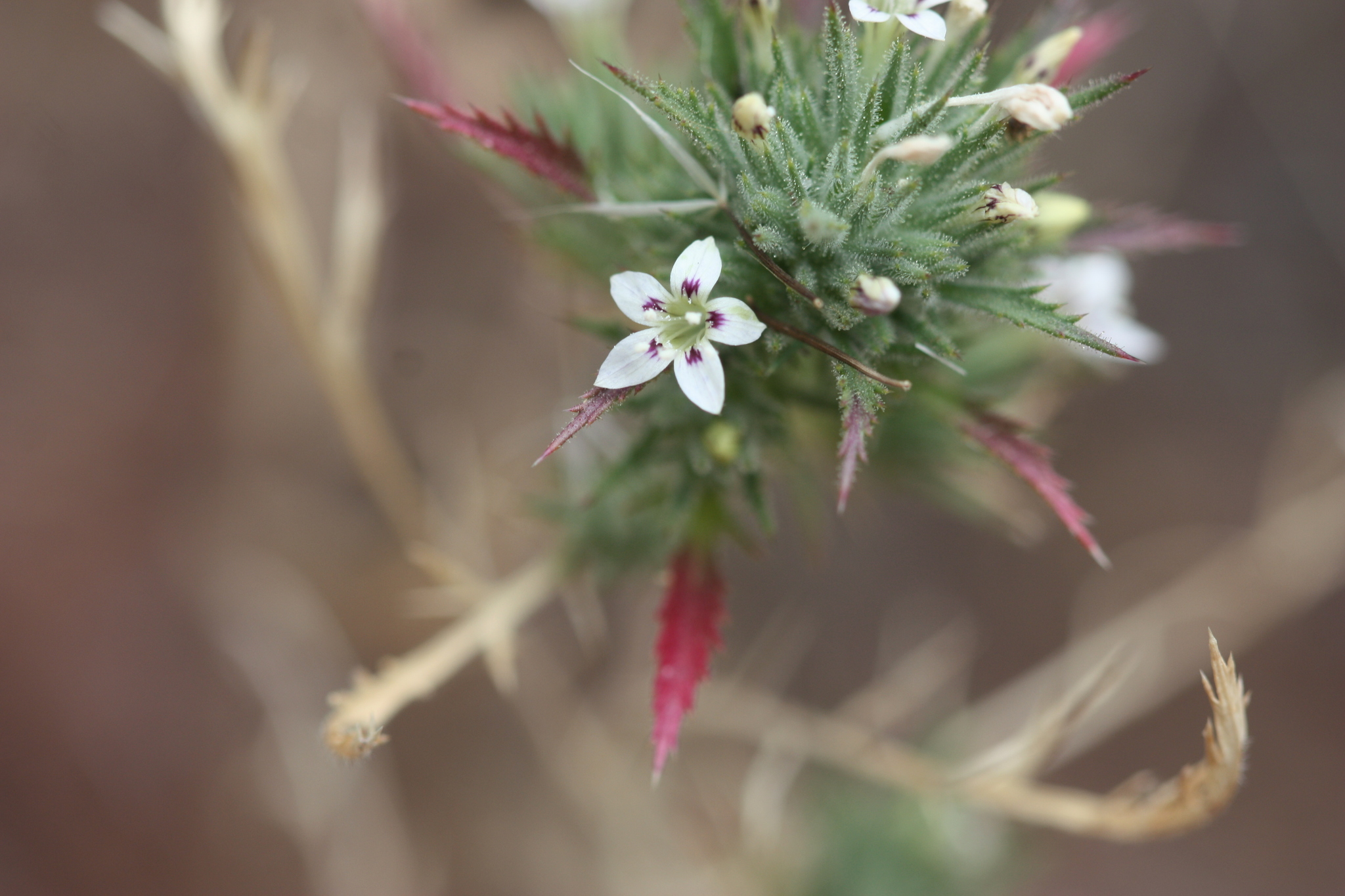 Navarretia ojaiensis