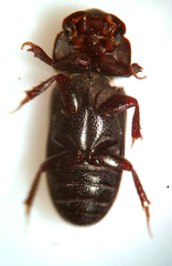 Ataenius gracilis