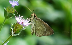Synapte malitiosa antistia