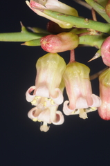 Colletia spinosissima