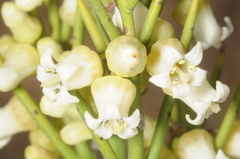 Colletia spinosissima