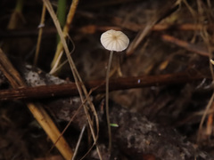 Mycena mirata