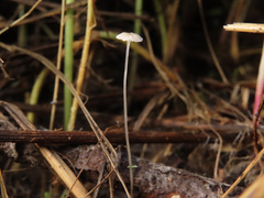 Mycena mirata