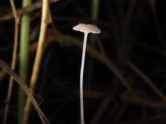 Mycena mirata