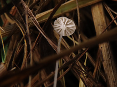 Mycena mirata