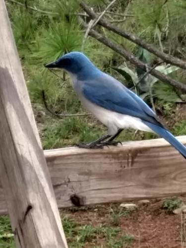 Mexican Jay