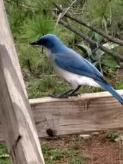 Mexican Jay photo 2