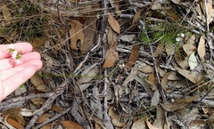 Westringia tenuicaulis