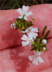 Westringia tenuicaulis