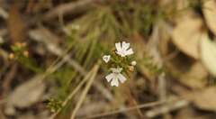 Westringia tenuicaulis