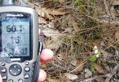 Westringia tenuicaulis