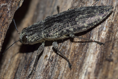 Spectralia gracilipes