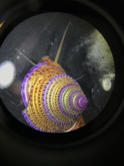 Calliostoma annulatum