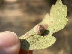 Cynips multipunctata