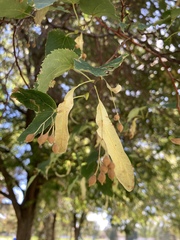 Tilia cordata