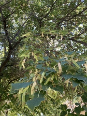 Tilia cordata
