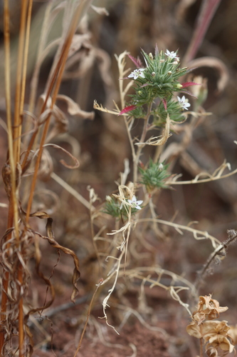 Image of Navarretia ojaiensis by (c) George Williams, some rights reserved (CC BY)