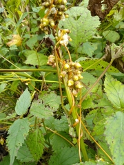 Cuscuta rostrata