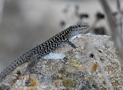 Podarcis siculus siculus