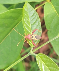 Crinocerus sanctus