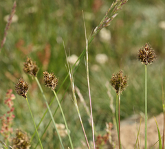 Carex abrupta