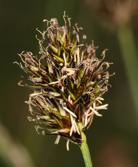 Carex abrupta